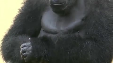 The gorilla 🙀🙀
