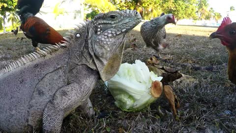 Enfrentamiento de una iguana y una gallina por una lechuga