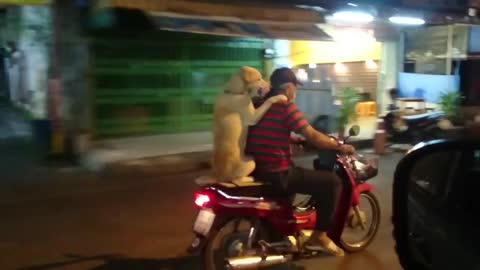 dog riding a motorcycle