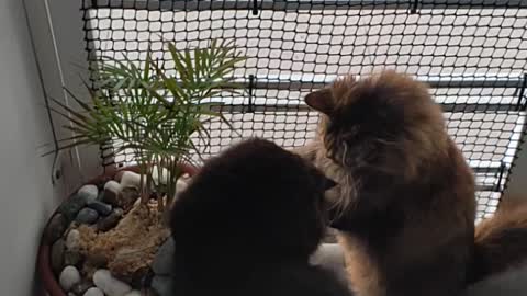 Naughty Cat Destroying My Tree