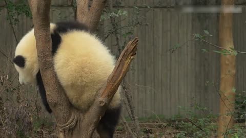 The red panda climbing a tree for the first time is overwhelmed