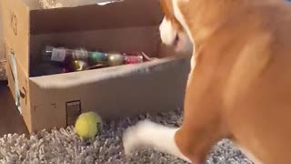 Dog Battles Her Box Nemesis for the Ball
