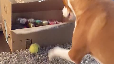 Dog Battles Her Box Nemesis for the Ball