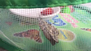 Hatching Painted Lady Butterflies 🦋