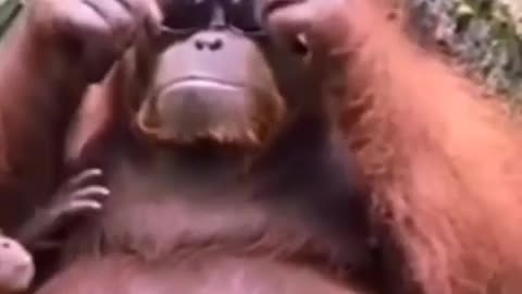 Dog vs monkey fight ll Funny Animal Video