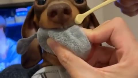 oral care for funny dog