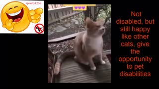 Not disabled, but still happy like other cats, give the opportunity to pet disabilities