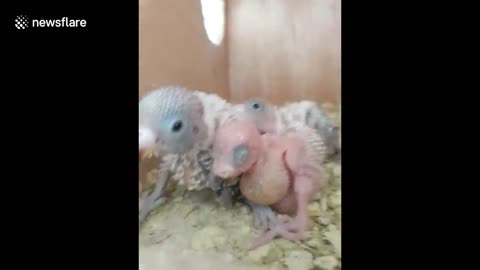 Baby parrots' initial lives recorded from egg incubating to delightful developed plumes