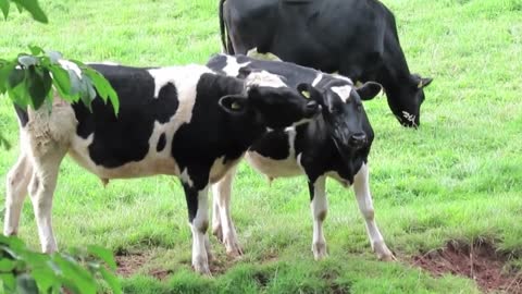 kids cow video