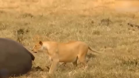 Lion's Failed Hunt Is Prevented By Hippo - Great Battle Of Lion Attack Hippo-10