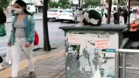 WOOOOOW - Watch an angry cat hit people on the way