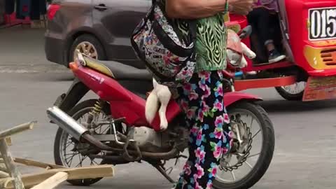 Dog Patiently Waits on Motorcycle