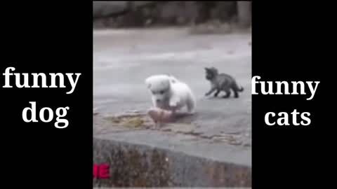 Funny cat and dog