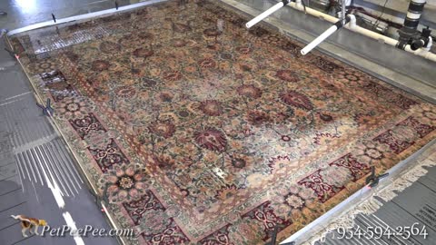 PetPeePee Service-washing a Turkish Persian rug using the Dead Sea cleaner