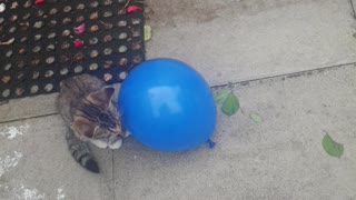 Cats Uninterested of Blue Balloon