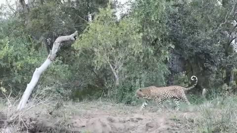 Painful Lion Is Violently Attacked By 20 Wild Dogs To Rescue Their Cubs - Lion's Fearsome Opponent