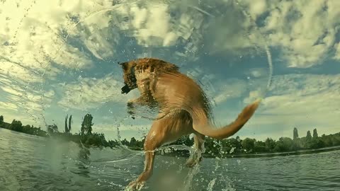 The dog swims skillfully