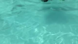 Dog Wears Her Floaties In The Pool