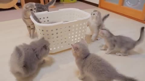 Even though I just placed the basket, the kittens turned into this in seconds!