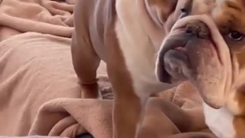 😂 Super Funny Dog Will Make You Laugh All Day
