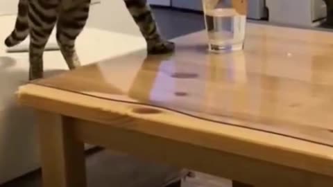 the cat really wants to drink from a glass
