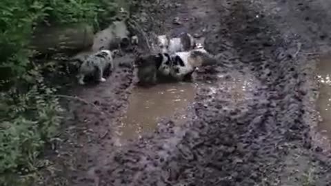 Corgis Turn Puddle Into Paddling Pool