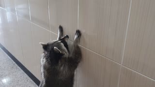 Raccoon walks on two feet, like a man, along the wall.