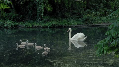 A white swan with six grey cygnets floats in the river