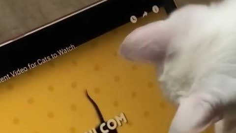 Cat Trying to Catch the mouse in the Tablet