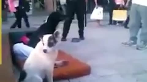 Loyal dogs save Street man