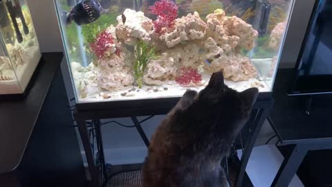 Cat Tries To Play With Fish In Home Aquarium
