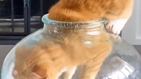 The cat slipped into a small glass jar