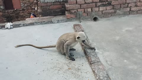 Monkey eating on roof top