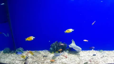 Beautiful Aquarium Fish Combination