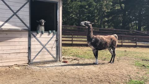 Llama Runs Away After Kissing Another Llama