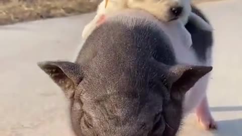 Funny ANIMALS video