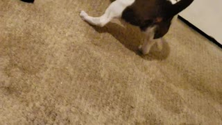 Blind puppy Banana plays solo fetch