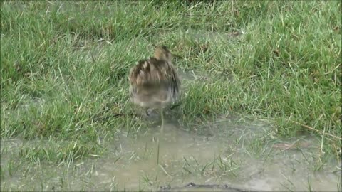 Rarely seen Snipe or Magellan snipe at Patagonia, Chile