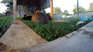 Young Rabbits mowing my lawn