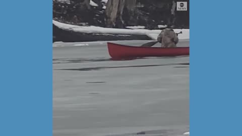 Man rescues deer from freezing river