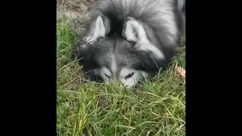 Good help digging holes