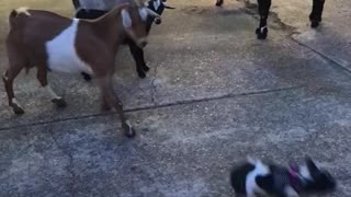 Black and white french bulldog frenchie has standoff with goats gets bucked