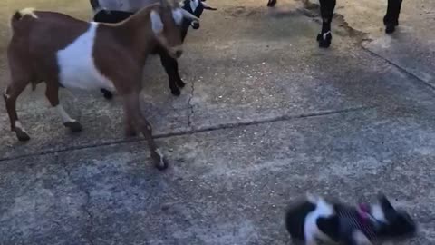 Black and white french bulldog frenchie has standoff with goats gets bucked