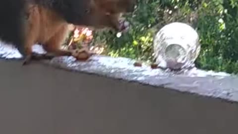 Squirrel Drinks Alcohol