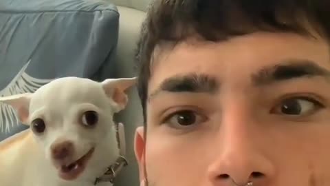 Funny dog