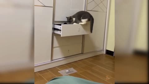 Funny Cat. Cat climbing in table