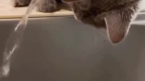 OMG so cute ❤️ best funny videos of cat 2021