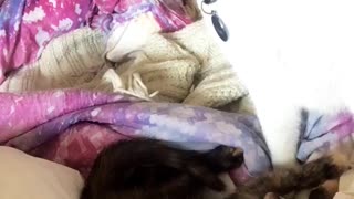 Kitten tries to get adult cat attention