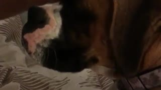 Boxer extremely jealous of cat's affection