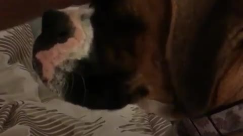 Boxer extremely jealous of cat's affection